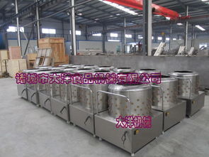【大洋牌高產(chǎn)量雞鴨褪毛機快速禽類打毛設備廠家直銷】-